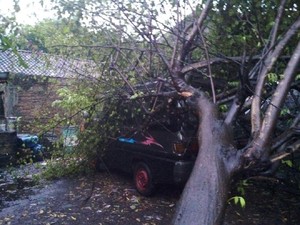 Hujan Disertai Angin Kencang Tumbangkan Belasan Pohon di Solo