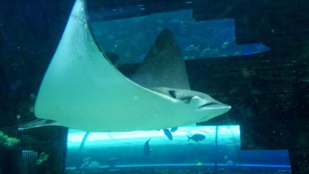 Ikan Pari Manta di akuarium besar SEA LIFE (Wahyu/detikTravel)