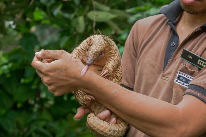 Selama 2016, Di Taman Margasatwa Singapura Lahir 600 Bayi Satwa