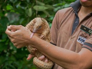 Selama 2016, Di Taman Margasatwa Singapura Lahir 600 Bayi Satwa