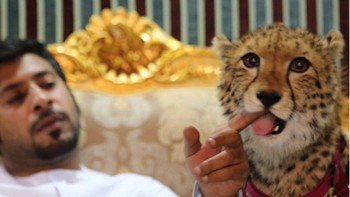 Dia adalah Humaid Abdalla yang diketahui tinggal di Dubai, Uni Emirat Arab. Rumahnya dipenuhi dengan hewan-hewan buas yang dipeliharanya. (Foto: Instagram/humaidalbuqaish)