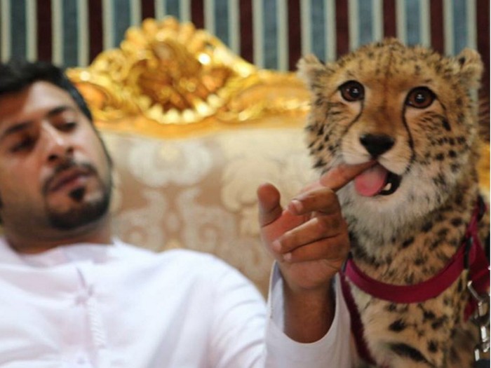 Humaid Abdalla pelihara singa tenar di Instagram