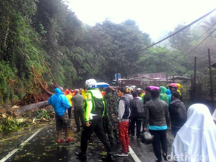 Pohon Tua Tumbang di Jalan Cianjur-Bogor, Arus Lalin Dialihkan