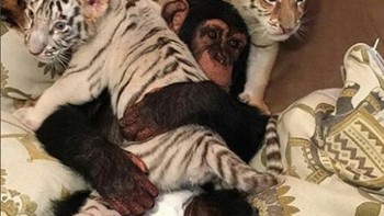 Tak hanya memelihara singa dan macan, Humaid juga memiliki hewan simpanse. Mereka tampak lucu menggemaskan. (Foto: Instagram/humaidalbuqaish)