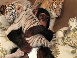 Potret Kemesraan Pria Arab dengan Singa Hingga Macan Tutul