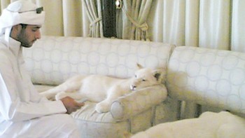Harimau putih yang tampak santai duduk di sofa. (Foto: Instagram/humaidalbuqaish)