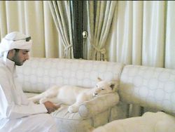 Potret Kemesraan Pria Arab dengan Singa Hingga Macan Tutul