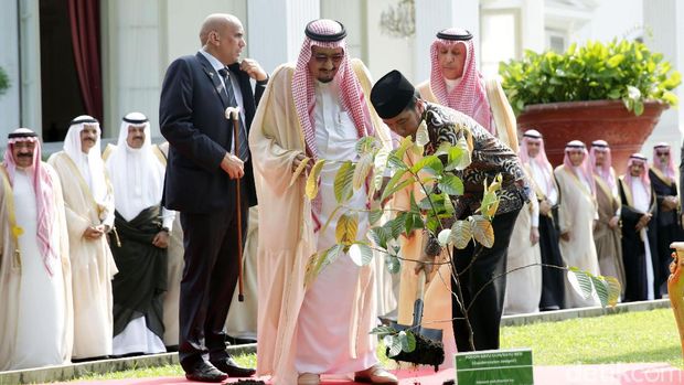 Raja Arab Saudi Salman bin Abdulaziz Al Saud saat menanam pohon di lingkungan Istana Kepresidenan bersama Presiden Jokowi