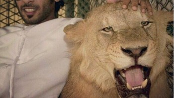 Dari kecil hewan buas dipelihara dan dilatih, sehingga saat dewasa memiliki ikatan batin terhadap Humaid sang pemilik. (Foto: Instagram/humaidalbuqaish)