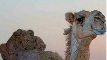 Tak hanya itu saja, Humaid sepertinya juga memiliki seekor unta. (Foto: Instagram/humaidalbuqaish)