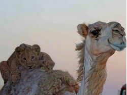 Potret Kemesraan Pria Arab dengan Singa Hingga Macan Tutul