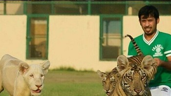 Harga hewan-hewan langka tersebut sungguh sangat mahal. Konon, seekor singa bisa sampai USD 50 ribu atau lebih dari Rp 500 juta. (Foto: Instagram/humaidalbuqaish)