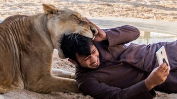 Tanpa pengaman apapun, ia santai bermain bersama mereka, bahkan kadang berakting seolah-olah sedang dimangsa. (Foto: Instagram/humaidalbuqaish)
