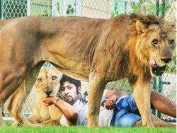Potret Kemesraan Pria Arab dengan Singa Hingga Macan Tutul