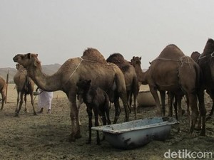 Wisata Santai di Arab Saudi, Lihat Unta dan Kebun Kurma