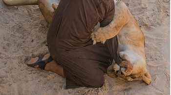 Lewat akun Instagramnya Humaid memamerkan hewan-hewan kesayangannya tersebut. Aksi selfie Humaid dengan salah satu singanya. Foto: Instagram/humaidalbuqaish
