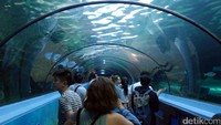 Berlokasi di Darling Harbour, SEA LIFE adalah akuarium terkeren yang harus kamu kunjungi bila liburan ke Sydney. Di sini kamu bisa melihat aneka jenis biota laut, dari yang unik-unik sampai yang menyeramkan (Wahyu/detikTravel)