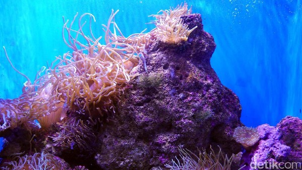 Traveler yang berminat untuk mengenal lebih dekat makhluk laut penghuni lautan Australia bisa mampir ke SEA LIFE. Harga tiketnya kurang lebih sekitar AU$45 (setara Rp 450 ribu) per orang (Wahyu/detikTravel)