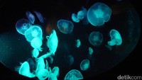 Ada juga kawanan ubur-ubur yang ditempatkan dalam akuarium khusus dengan display serta tata lampu yang menarik. Jangan salah, meski tampilannya cantik, tetapi ubur-ubur ini memiliki sengat yang cukup menyakitkan bila kena kulit manusia  (Wahyu/detikTravel)