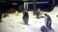 Di sisi SEA LIFE yang lain, kita juga bisa melihat kawanan penguin lucu. Ada 2 jenis penguin yang bisa kita lihat, penguin raja dan penguin gentoo. Lucu banget ya! (Wahyu/detikTravel)