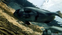 Kita bisa melihat ikan napoleon berenang kesana-kemari. Ikan berkepala besar ini harganya cukup mahal lho, mencapai Rp 7 Juta per kilogramnya (Wahyu/detikTravel)