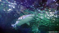 Jangan lupakan juga si Raja Lautan, apalagi kalau bukan hiu putih. Inilah predator nomor satu di lautan Australia. Kalau kamu mau selamat berenang di pantai Australia, sebaiknya memberi perhatian lebih kepada makhluk satu ini (Wahyu/detikTravel)