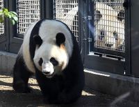 Perkawinan Panda Tingkatkan Nilai Saham Perusahaan Restoran Ini 