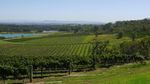 Wisata Perkebunan Anggur di Australia, Seperti Ini Serunya