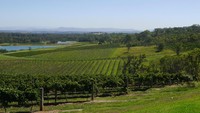Traveler bisa berwisata ala petani anggur di Hunter Valley. Kamu bisa berkeliling kebun sambil dijelaskan berbagai macam pengetahuan baru mengenai budidaya tanaman anggur (Wahyu/detikTravel)