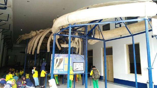  Museum zoologi ini punya kerangka paus biru lho (Bonauli/detikTravel)