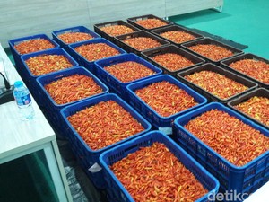 Aksi Pengepul Mainkan Harga Cabai Rawit Merah Terus Diungkap