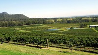  Di kawasan Hunter Valley, sejauh mata memandang terhampar hijaunya perkebunan anggur. Kawasan ini memang dikenal sebagai area penghasil wine sejak tahun awal 1900-an (Wahyu/detikTravel)