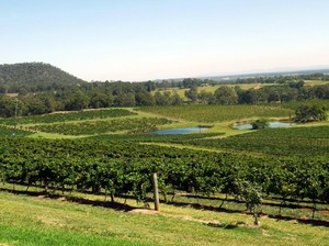 Sehari Jadi Petani Anggur di Australia
