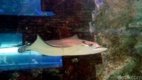 Kita juga bisa melihat betapa mengagumkannya ikan pari manta berenang-renang di atas kita. Ikan pari manta ini juga bisa ditemui di perairan Australia (Wahyu/detikTravel)