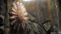 Ada juga kerabat echinodermata, yaitu bintang raja yang sangat berbahaya. Biota ini mengonsumbi terumbu karang, serta sangat beracun bagi perairan. Oleh karena itu dia ditempatkan di akuarium khusus dan tidak tercampur biota lainnya (Wahyu/detikTravel)