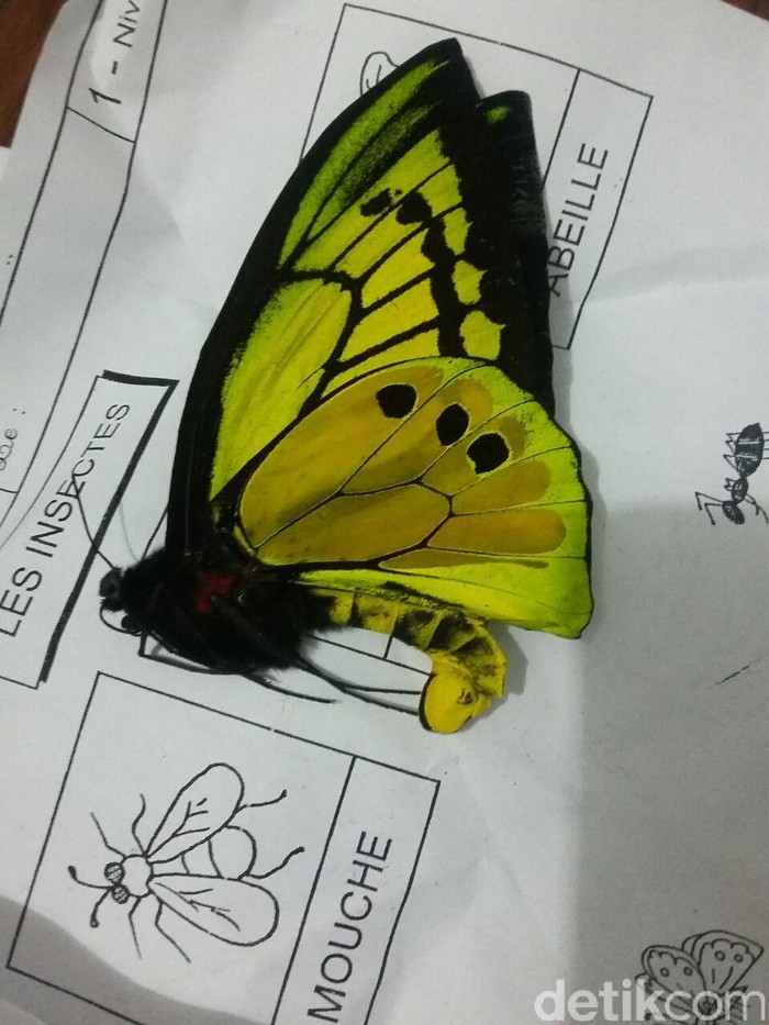 KLHK Tetapkan WN Prancis Tersangka Penyelundupan Kupu-kupu Langka