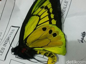 5 Kupu-kupu Langka dan Dilindungi di Indonesia, 2 Ada di Gunung Ciremai
