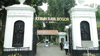 Kebun Raya Bogor terletak persis bersebelahan dengan Istana Kepresidenan Bogor. Traveler yang mau ke sini bisa membayar karcis seharga Rp 14.000 per orang (Bonauli/detikTravel)