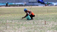  Seorang pekerja mengecek rumput stadion.