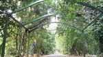 Jalan-jalan Sehat, Yuk Berakhir Pekan di Kebun Raya Bogor