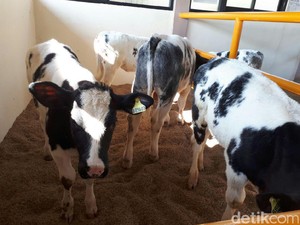 Sapi Raksasa Jadi Alasan RI Ngebet Beli Peternakan di Belgia