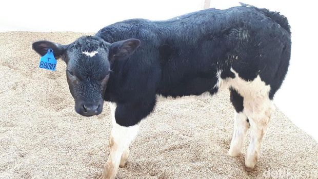 Belgian Blue