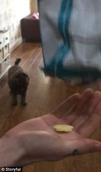 Buka Kantong Kemasan, Pria Ini Hanya Temukan Sekeping Keripik