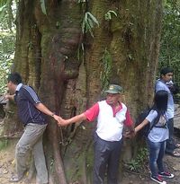 Save Pohon Ulin dari Tubir Kepunahan!