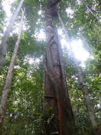 Kutukan Pohon Ulin Dan Kisah Siti Maimunah Di Hutan Adat