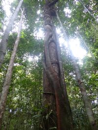 Hutan Adat Pohon Ulin Mitos  Kutukan di Kalimantan Tengah