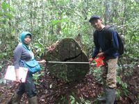 Kutukan Pohon Ulin dan Kisah Siti Maimunah di Hutan Adat