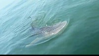 Posisi kejadian langka itu berada di antara Pulau H dan Muara Kamal. Kepala Suku Dinas Lingkungan Hidup Kabupaten Kepulauan Seribu Yusen Hardiman menyebut anak buahnya tersebut merekam kemunculan hiu paus itu pada Minggu (5/3) pagi sekitar pukul 09.00 WIB. (Foto: Dok. Istimewa)