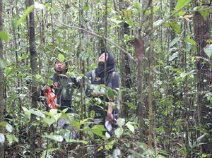 Kutukan Pohon Ulin dan Kisah Siti Maimunah di Hutan Adat