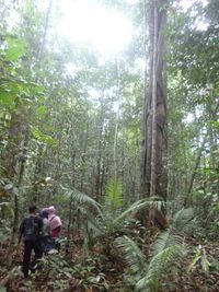 Hutan Adat Pohon Ulin Mitos  Kutukan di Kalimantan Tengah